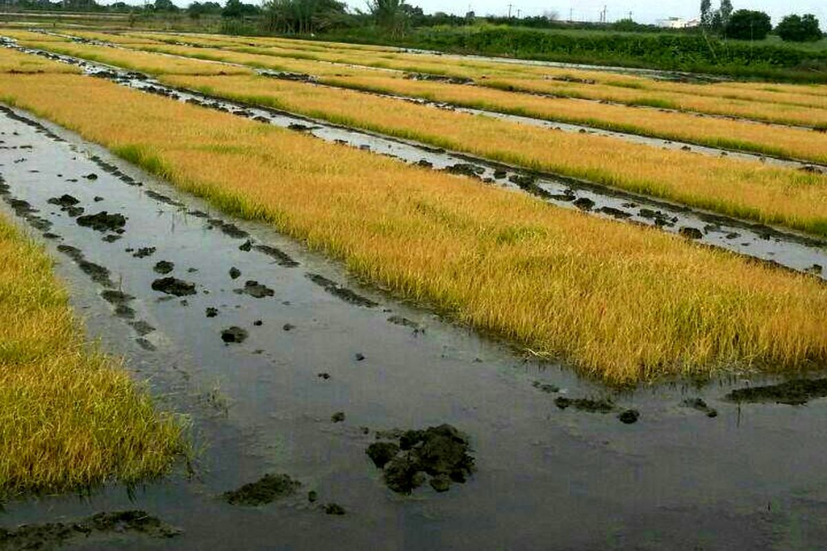 برنج قزوین1