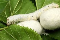  9درصد قیمت خرید تضمینی پیله‌ تر ابریشم افزایش می یابد