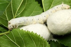  9درصد قیمت خرید تضمینی پیله‌ تر ابریشم افزایش می یابد