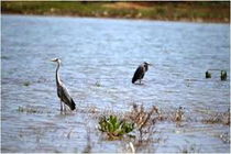 تالاب «گیلارلو» گرمی شکار ممنوع شد