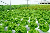 130 هکتار کاهو در بابل کشت شد