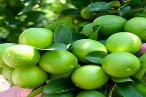 آغاز برداشت لیموترش در هرمزگان/ پیش‌بینی تولید ۳۰۰ هزار تن محصول