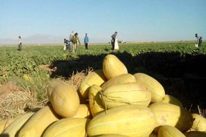 تربت جام، قطب محصول خربزه کشور