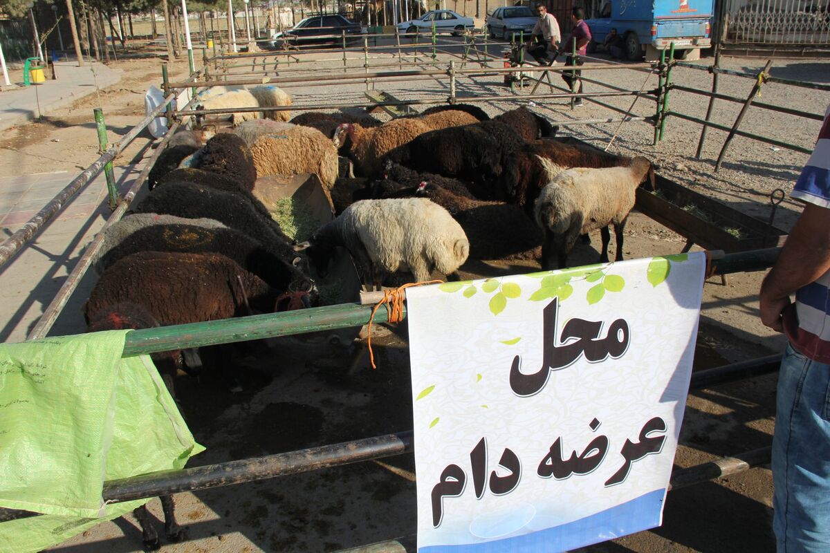 دام