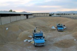 نظارت بر فرآیند خرید گندم در استان گلستان افزایش می‎یابد