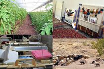 ضرورت تقویت هم افزایی میان نهاد های مرتبط و ایجاد بستر های حمایتی برای کارآفرینان روستایی