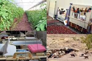 ضرورت تقویت هم افزایی میان نهاد های مرتبط و ایجاد بستر های حمایتی برای کارآفرینان روستایی