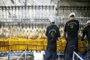 ۱۱ کشتارگاه طیور در خوزستان فعالیت دارند