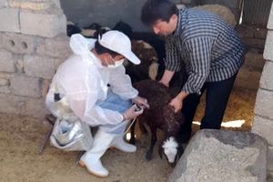 انجام واکسیناسیون دام علیه بیماری‌های دامی در ۵۸ روستای هلیلان