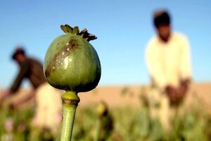 شرایط کاشت قانونی خشخاش در کشور اعلام شد + فیلم