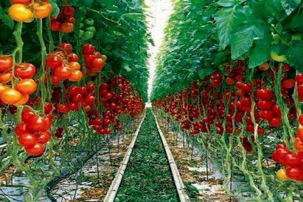 ترسیم نقشه راه تولید بهینه در گلخانه‌ها