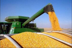 بارگیری ذرت خریداری‌شده از بخش خصوصی آغاز شد