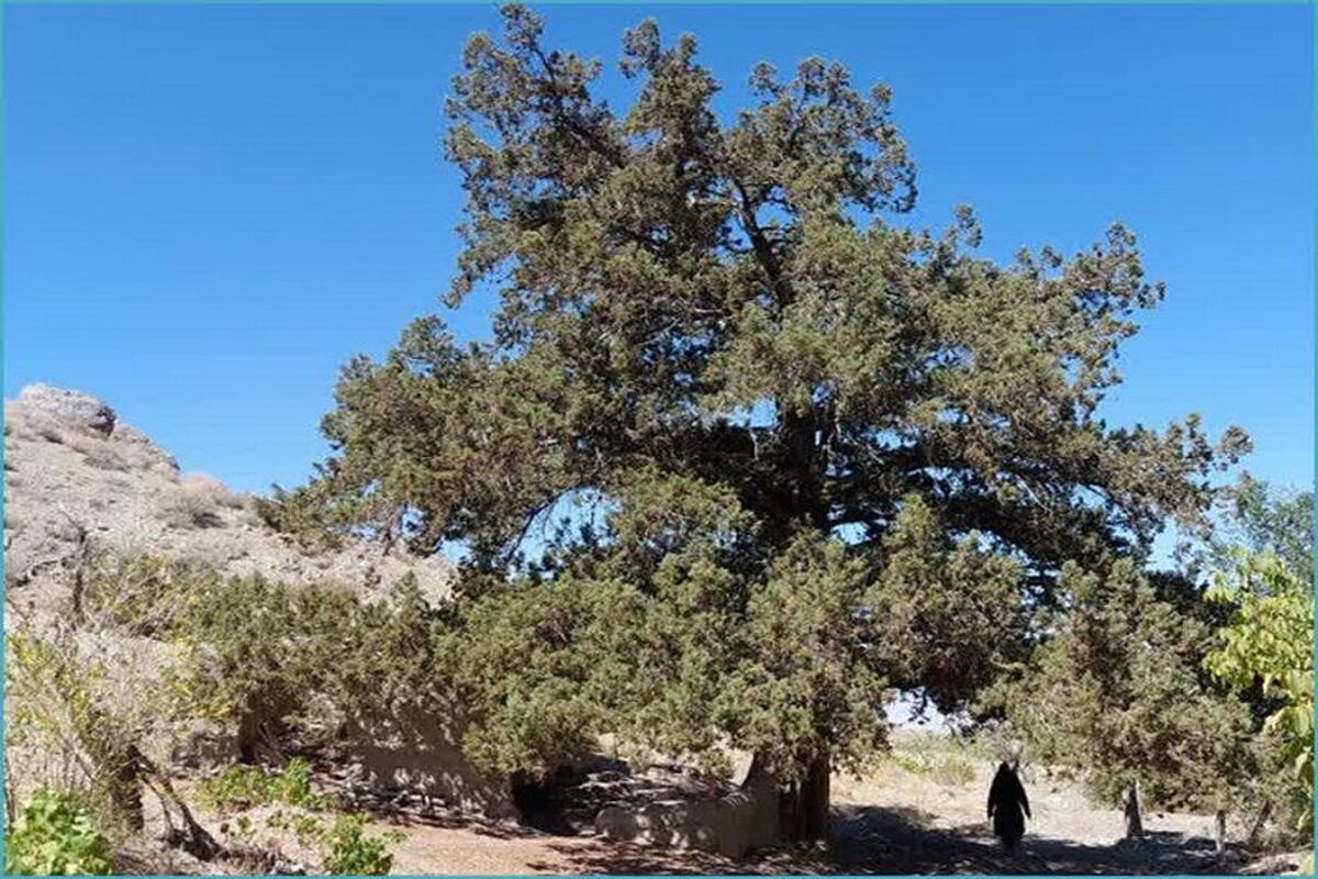 درخت ارس ۹۰۰ ساله در جغتای