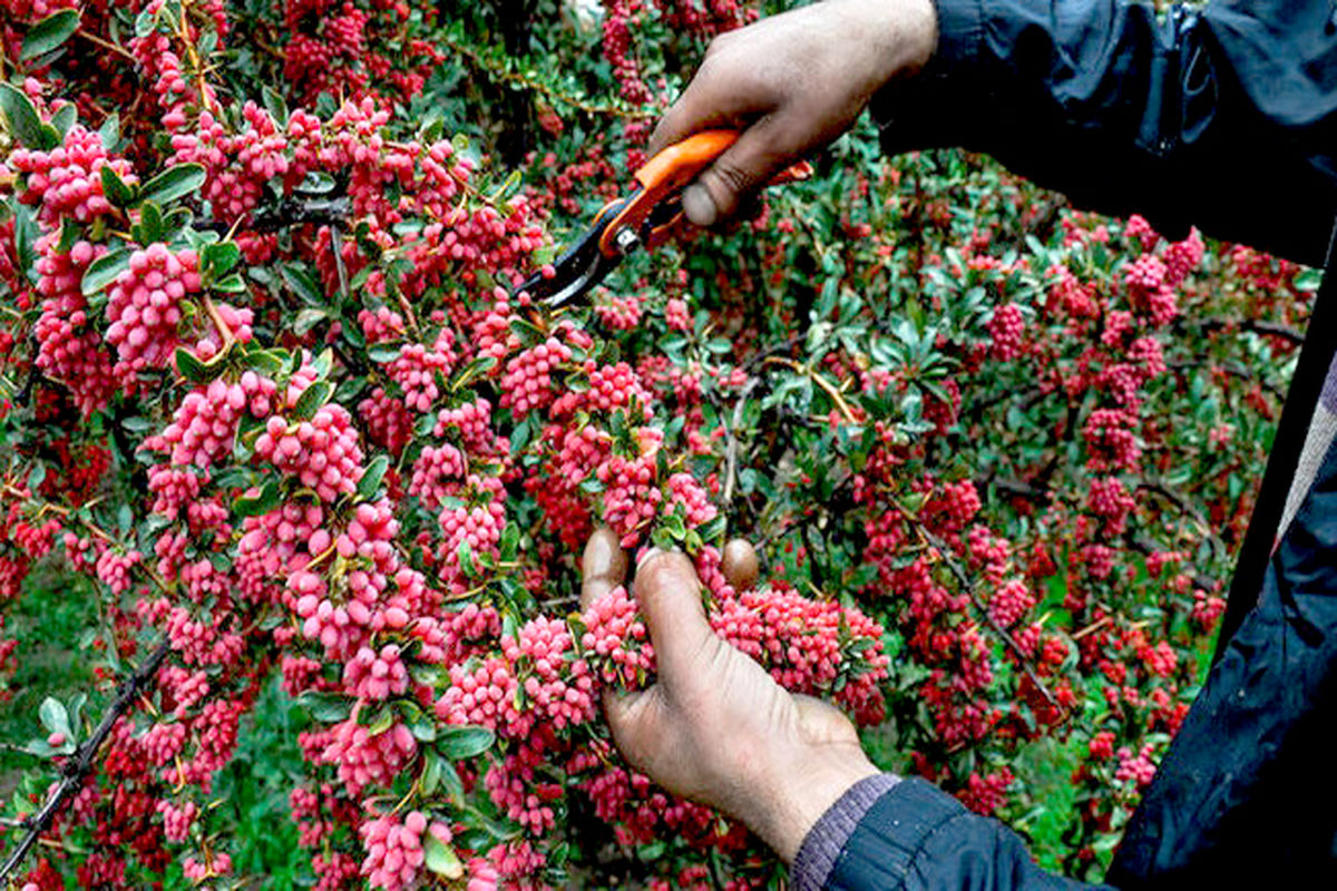  کشت زرشک در جوین