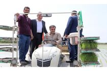 کشت برنج در 43 هزار هکتار شالیزار مازندران