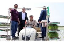 کشت برنج در 43 هزار هکتار شالیزار مازندران