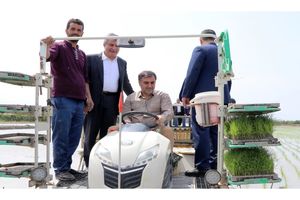 کشت برنج در 43 هزار هکتار شالیزار مازندران