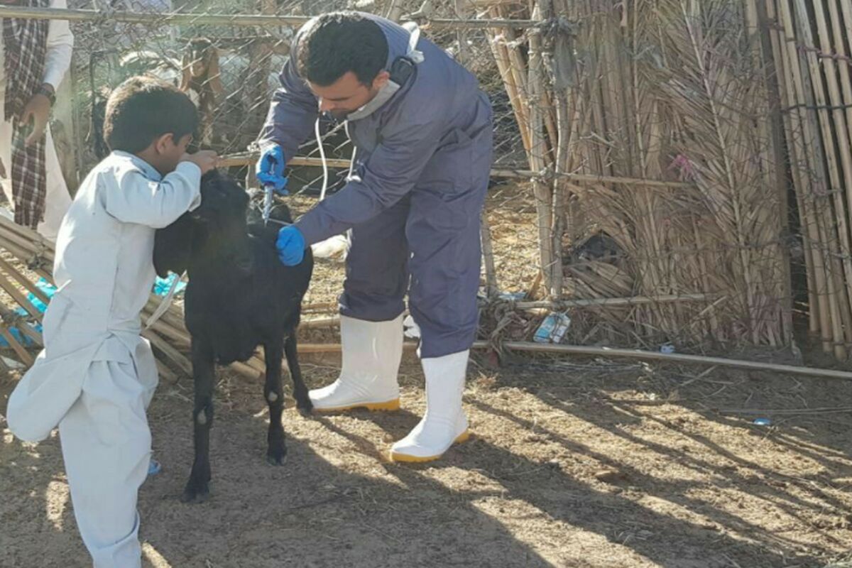 دامپزشکی