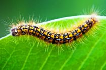 گربه های نوروزی به مزارع کلزای لالی حمله کردند