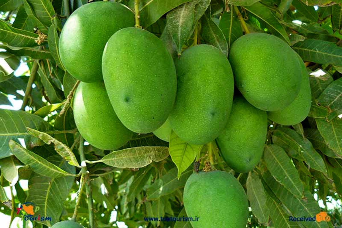 انبه