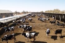 پرداخت تسهیلات حمایتی به دامداران و مرغداران روستایی و عشایری فارس