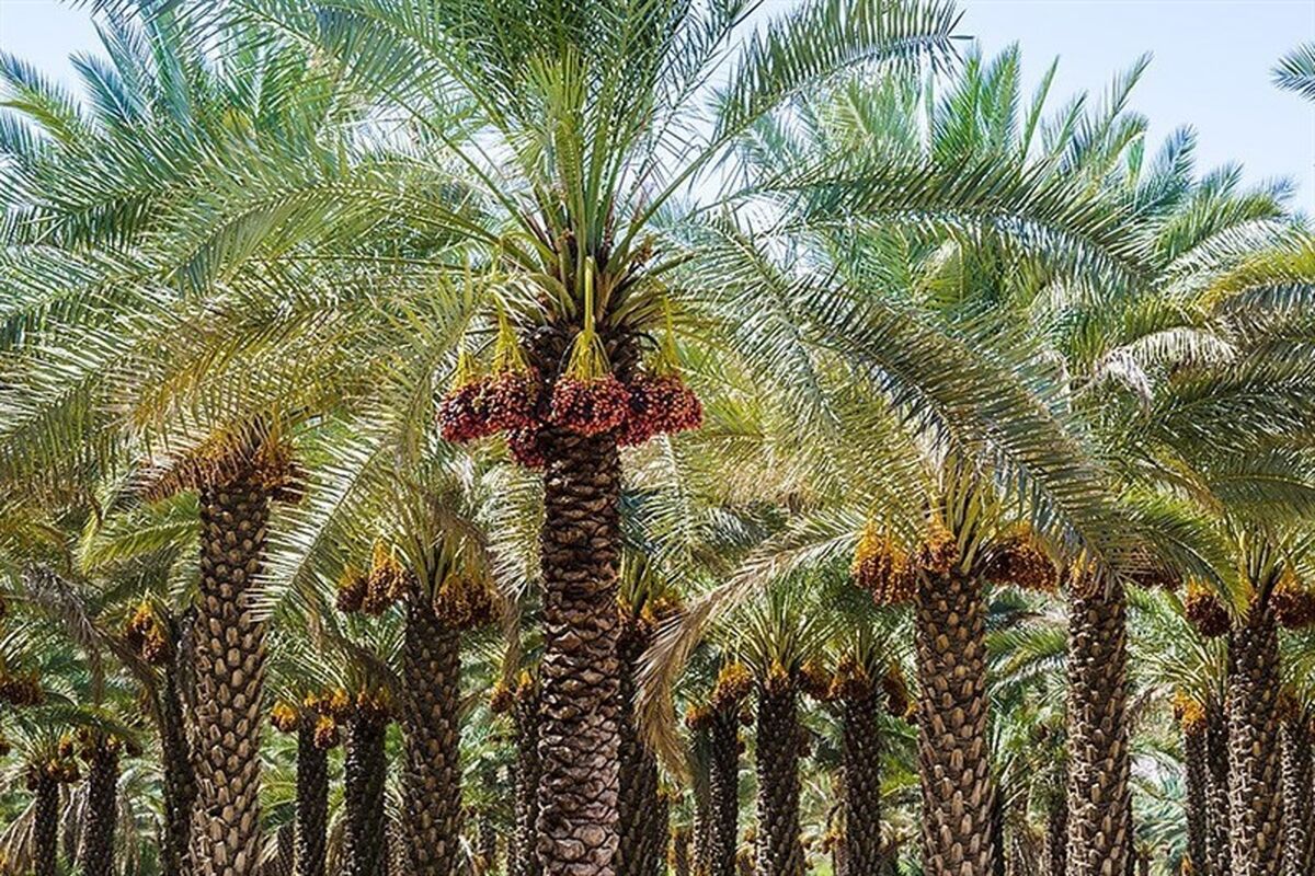 نخلستان مجول
