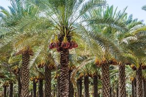 بزرگترین نخلستان «مَجول» کشور در بشاگرد احداث می‌شود