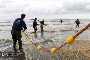 آغاز صید ماهیان استخوانی در دریا از نیمه مهرماه ۹۹ 