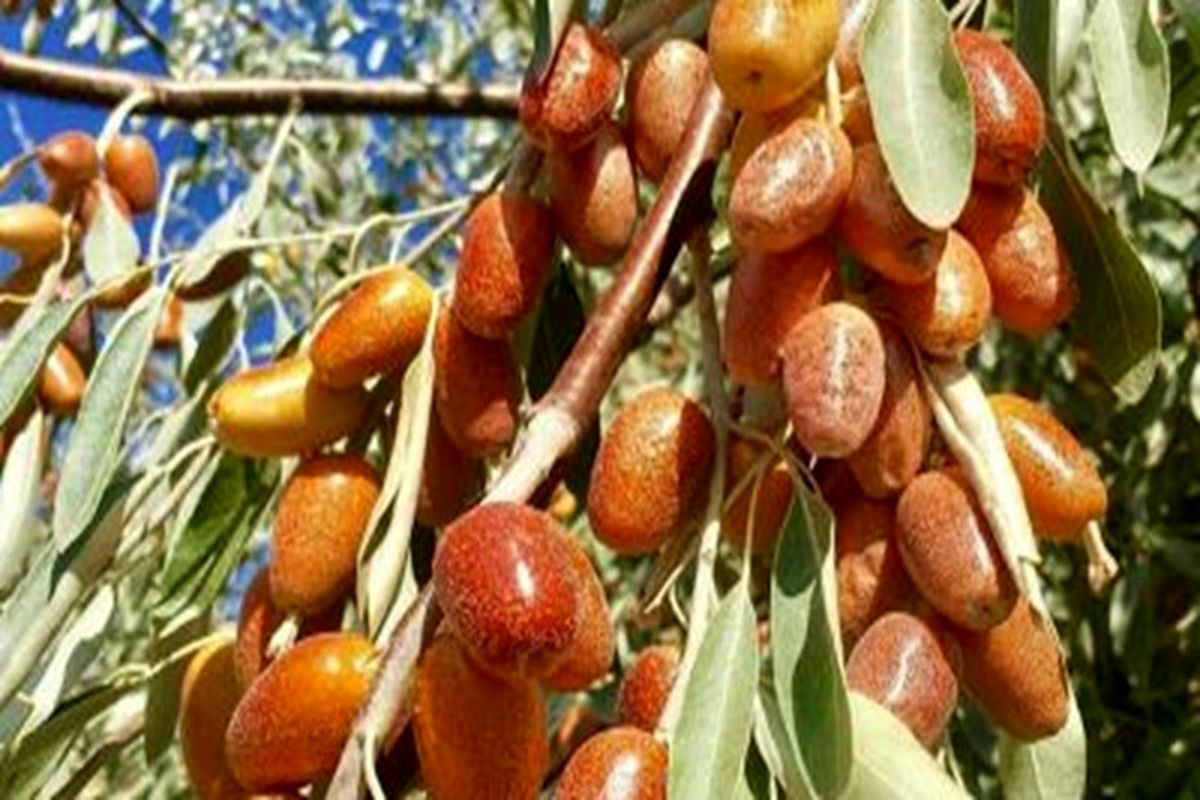 بردا
