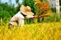 برداشت برنج از شالیزارهای گیلان تمام شد