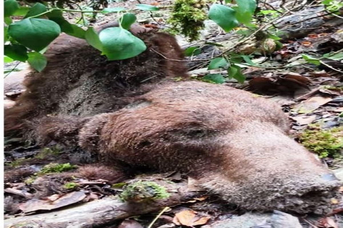 خرس  قهوه ای مازندران