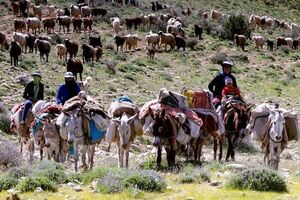افزایش تب برفکی؛ عشایر فارس موقتاً کوچ خود را به تعویق اندازند