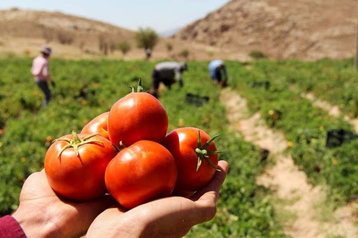 گوجه جنوب کرمان