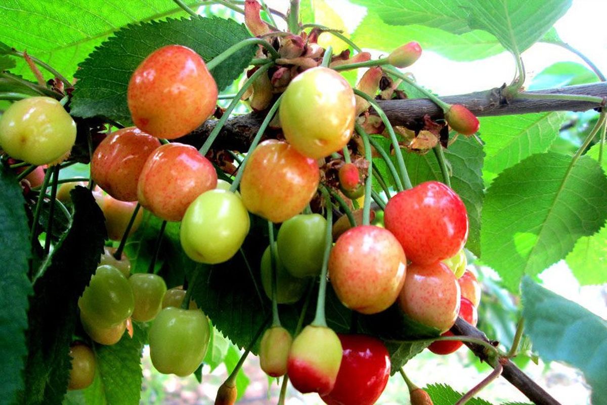 اصفهان- گیلاس