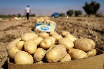 رفع ممنوعیت صادرات سیب زمینی ابلاغ شد