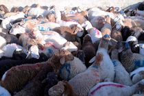 مراکز موقت عرضه دام زنده در اصفهان راه اندازی می شوند