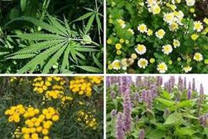 رتبه پنجم تولید گیاهان دارویی استان اصفهان در کشور / تولید ۶۰ گونه گیاه دارویی