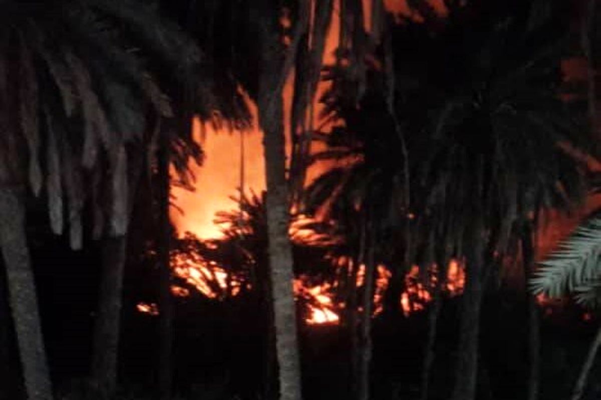 آتش سوزی باغ‌های ماشاری بندرعباس 