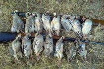 دستگیری 2 متخلف شکار پرندگان جنگلی و چاهی در فریدن