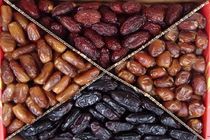 تکثیر خرمای غیرجنسی در ایران آغاز شد