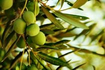 پیش بینی تولید 2 هزار تن زیتون از باغات دالاهو