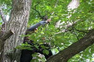مرگ مرد گردوچین در شهرستان مشهد