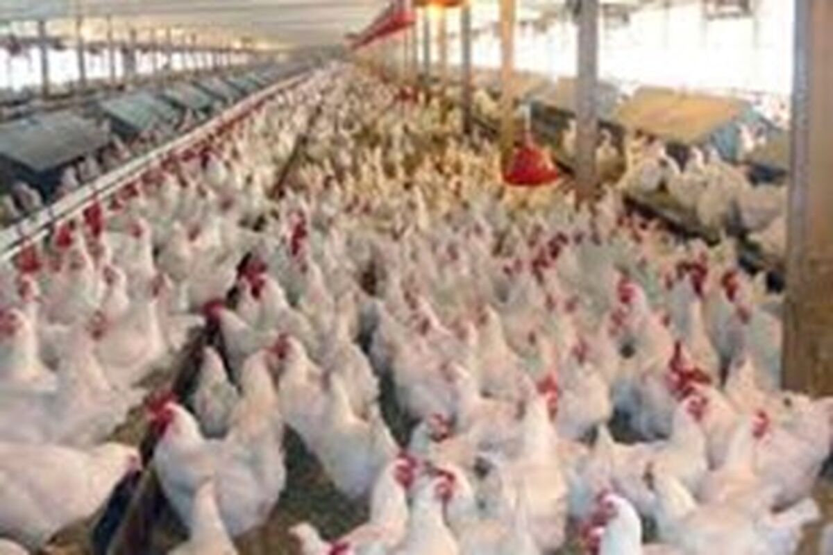 نابسامانی قیمت مرغ