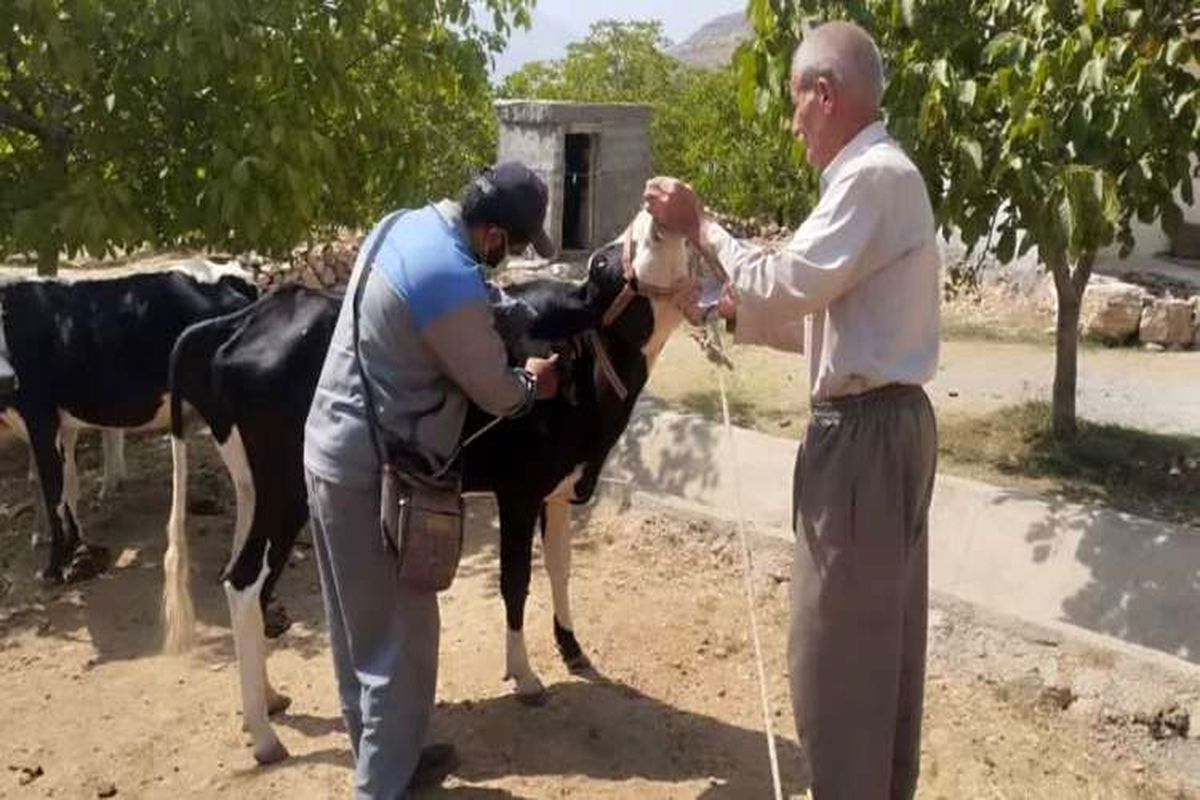 مایه کوبی