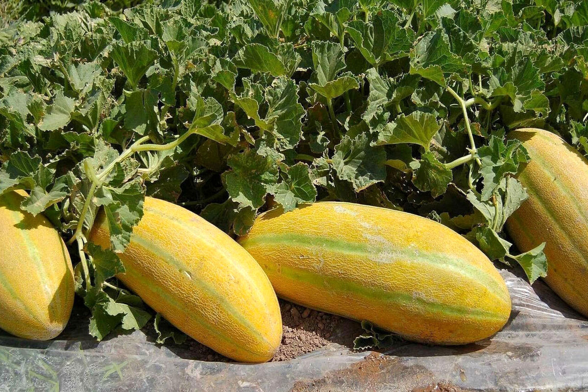 محصولات جالیزی 