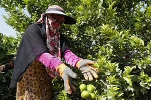 برداشت لیمو ترش نوبرانه از باغ‌های میناب آغاز شد