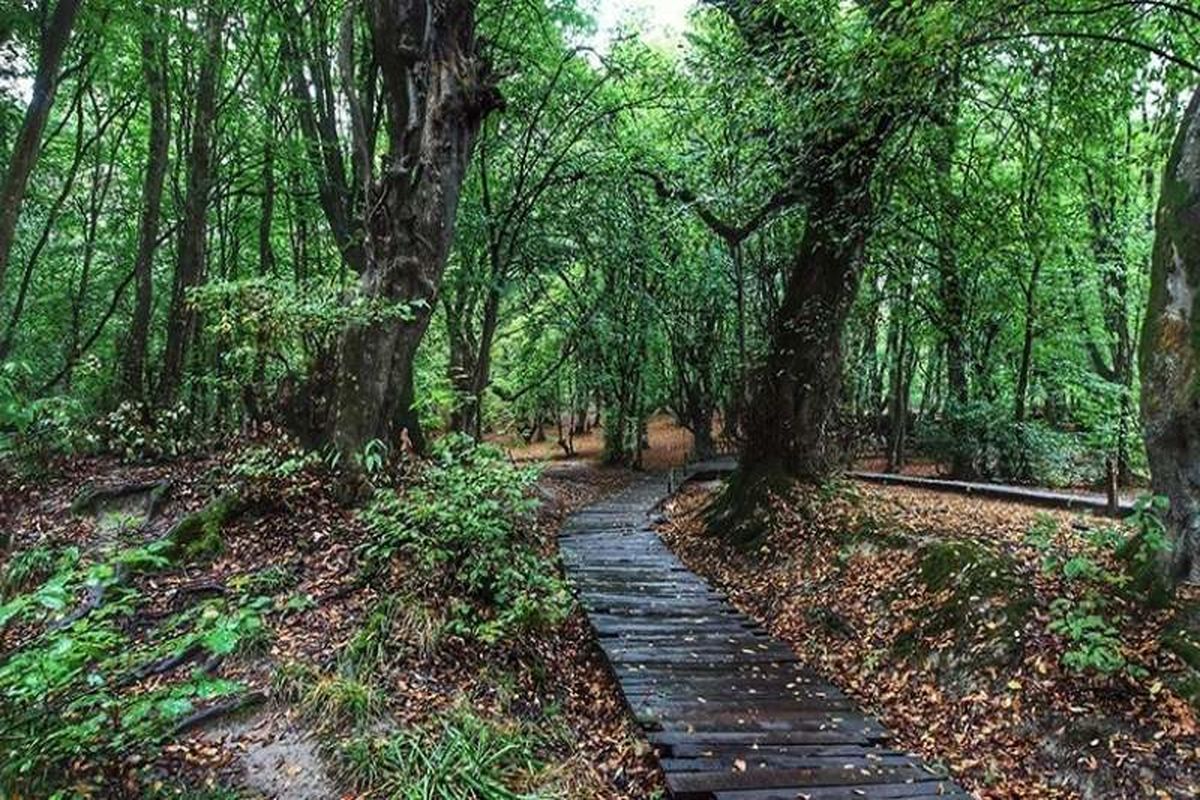 هواشناسی گیلان