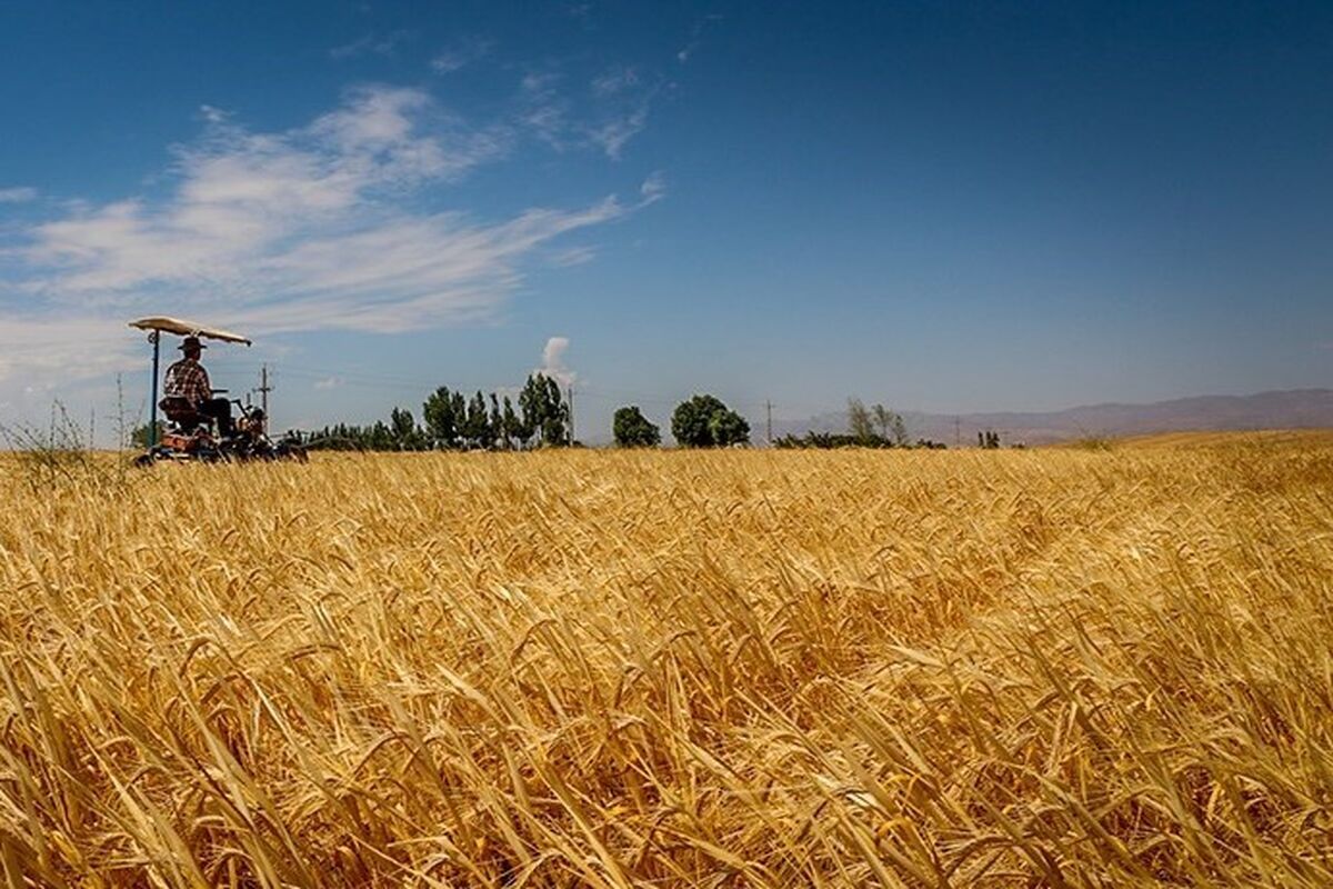 رئیس جهاد کشاورزی گلستان