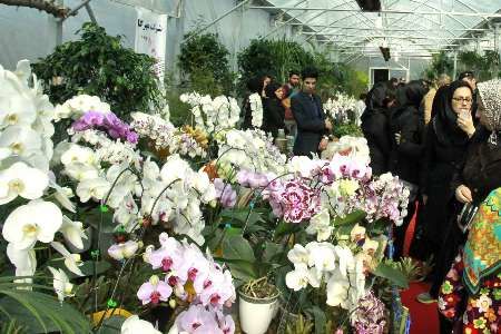 جشنواره ارکیده ظرفیتی برای اشتغال پایدار در نوشهر