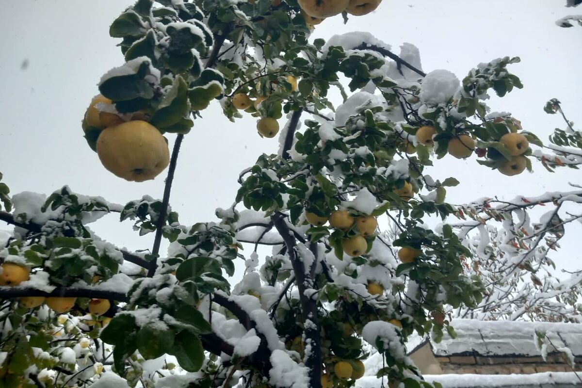 سرمازدگی